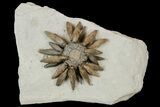 Jurassic Club Urchin (Caenocidaris) - Boulmane, Morocco #179451-2